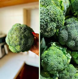 Broccoli 2