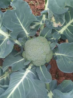 Broccoli 1